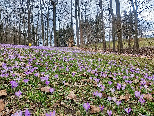 Wiese voller blühender lila Krokusse am Waldrand