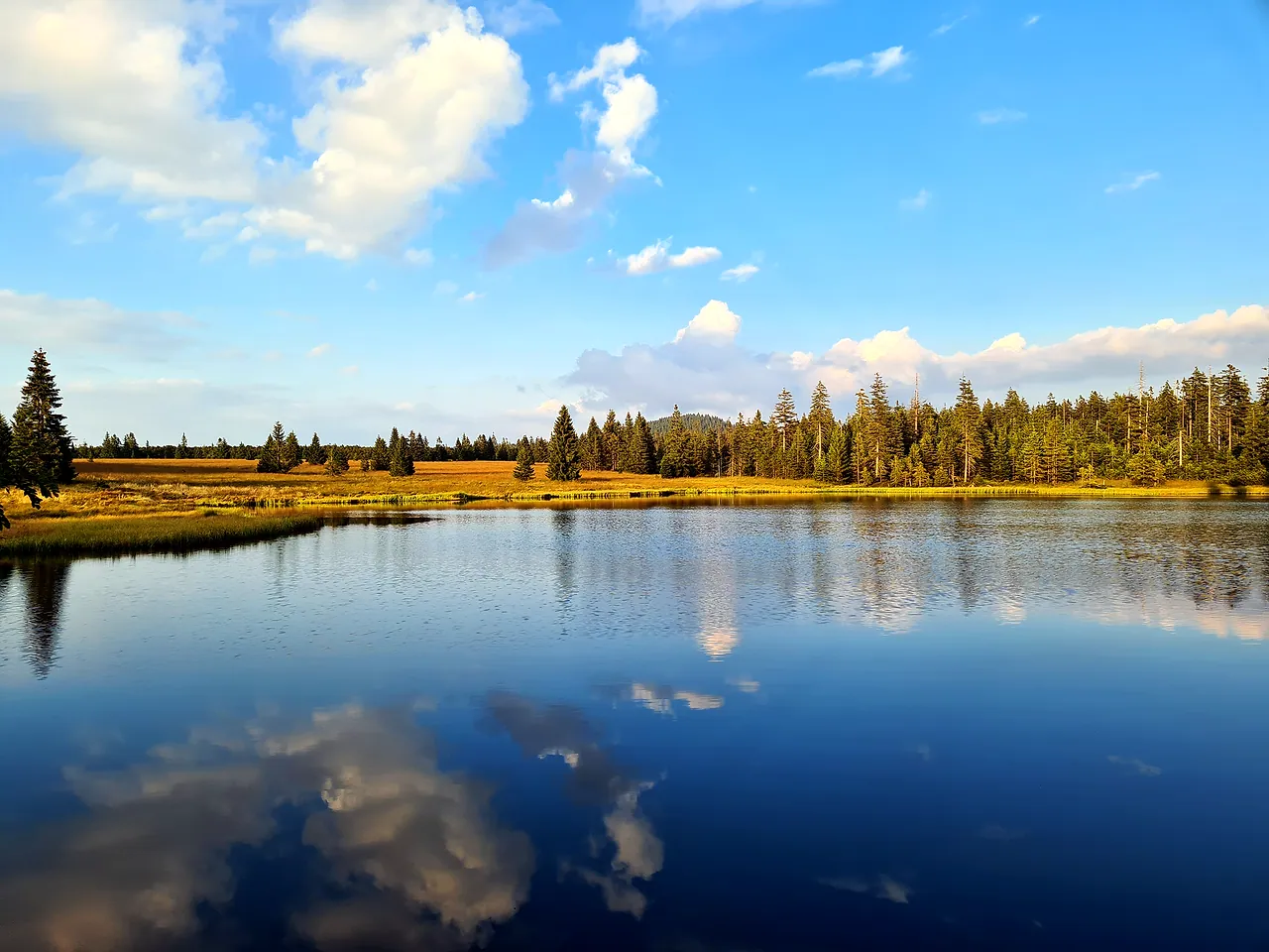 Stiller Moorsee mit Spiegelungen der Wolken, umgeben von Fichtenwald
